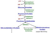 Oxidación de la glucosa