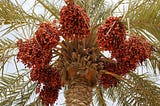 Health Benefits of Dates: A Nutritional Powerhouse for Your Well Being