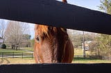 A red horse peers between the boards of a black fence.