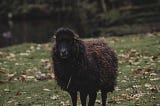 A black sheep in a field during autmn