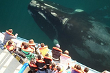 Ocean Giant, Whale Watching, San Diego, California