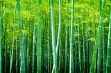 Wealth creation the Chinese bamboo way !