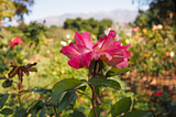 Pink rose in California