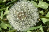 A close-up image of a dandelion seed head. The dandelion is in full seed stage, with numerous white, fluffy seeds radiating from the center. The background consists of green leaves and grass, slightly out of focus, highlighting the intricate details of the dandelion seeds.