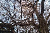 Seeing Through