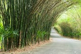 An expanse of bamboo