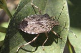 How I Saw God in a Stink Bug