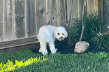 Dog at the fence