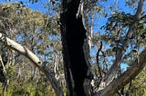 “The Unyielding Eucalyptus”