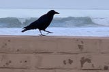 I Am a Crow on the Beach