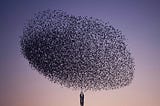 Flight of Agility: How Starling Murmurations Inspire Agile Teams to Soar Above the Rest