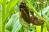 Emergence of the Cicadas