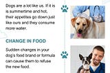 Tips for When Your Dog Won’t Eat