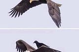 Why Do Crows Chase Eagles?