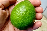A perfect green lime in Lisa’s hand.