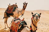 Do They Not Look at the Camels — How They Were Created? (Qur’an, 88:17)