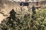 Is there any difference in crops grown with LED Grow Light?