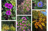 My Little Garden 19th Oct 2024