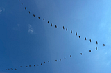 Canada geese flying in a v-shape overhead