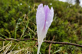 Morning dew, Schumacher College, Devon, April 2017