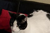 Dear Xander: Feline Identity Crisis