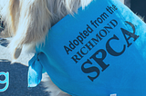 A Conversation with the Richmond SPCA