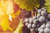 Harnessing Go for Agile Viticulture: The Birth of the Viticulture-Harvester-App