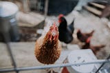 Why pay attention to Animal Feed