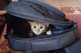 Calming Pheromones for Pets: What’re They & Its Effects