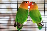 Sepasang burung lovebird makan sayur Burungnya.com