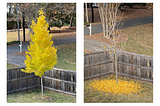 Two photos, one showing ginkgo tree with all its leaves, the other with the leaves fallen to the ground.