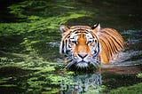 A Bengali Tiger in a swamp with some algae floating.