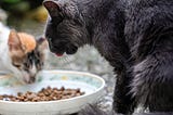 Wet vs. Dry Cat Food: Which One is Better for your Cat?