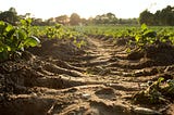 Study says we have over-estimated soil’s carbon storage capacity