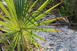 A palmetto leaf glowing with sunlight on a patch of sand.