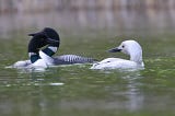 Breaking Bird News — A Rare White Loon!