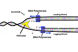 A scientific infographic showing how a DNA strand is copied.