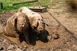 two pigs lying in a muddy pig pen