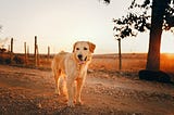 Which one is better for the blind? White Cane vs. Guide dog