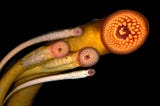 Silly Animal Rhymes — The Lamprey