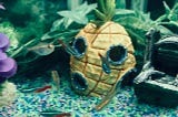 It Is Possible To Annoy Your Child’s Pet Fish