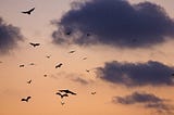 Bats flying in the air at dusk