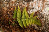 Ferns Best Suited for A Shade Garden