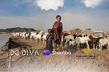 Empowering Conditional Donations on the Blockchain: Insights from the DIVA Donate Pilot