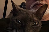 Confessions from Pet Hell: When Loving Animals Goes Too Far