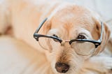 How Intelligent Are Dogs? A Comparative Journey Through the Animal Intelligence Spectrum