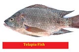 Tilapia Warning: US Woman Loses All Four Limbs After Eating Contaminated Fish.