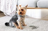 Essential Steps to Getting Rid of Pet Urine from your Carpet