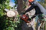 Reasons to Consider Tree Removal