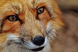 Closeup of fox face. Fur is orangish-red and white, eyes are brown, tip of the nose and whiskers are dark black.